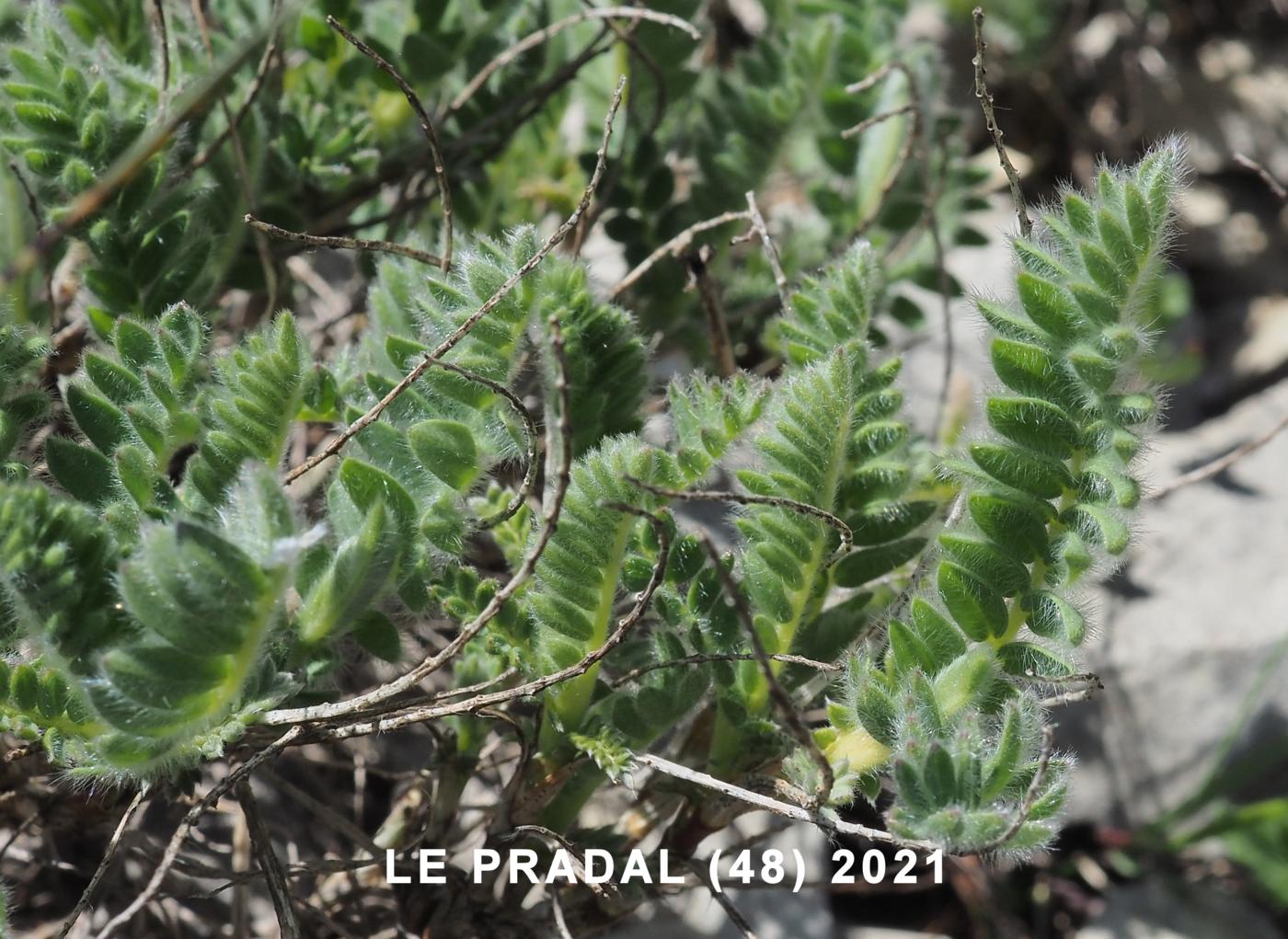 Kidney Vetch, Mountain leaf